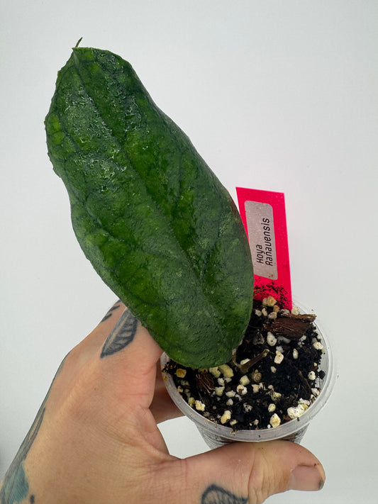 Hoya Ranauensis