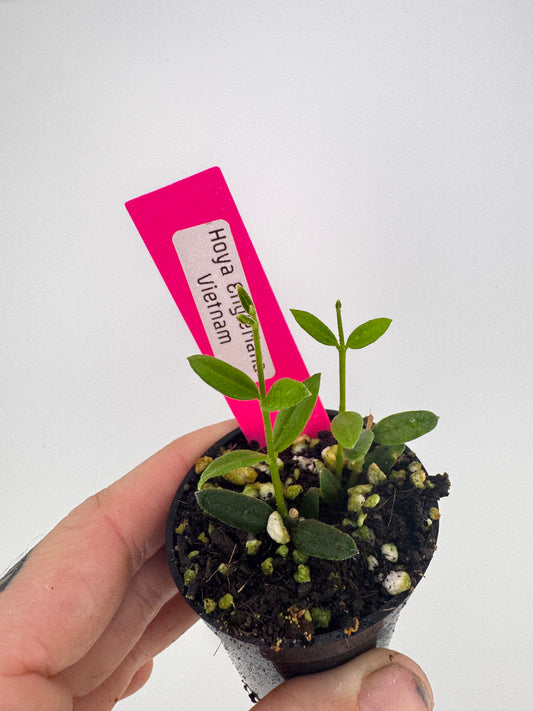 Hoya Engleriana ‘Vietnam’