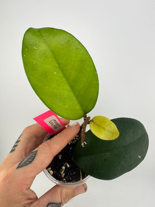 Hoya Rusty X Unknown