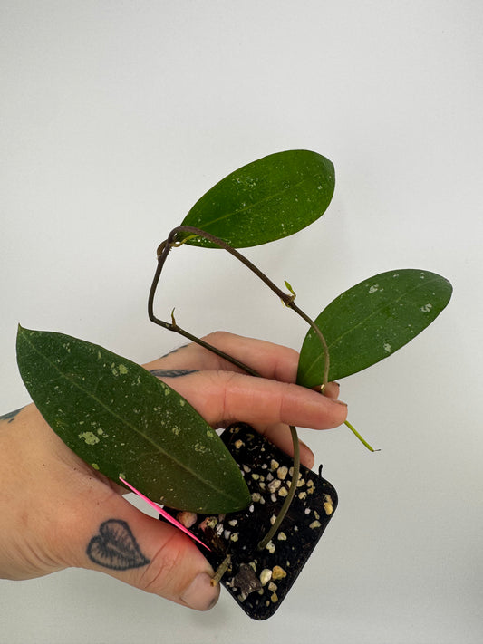 Hoya EPC-301 ‘black leaf’ X UNK