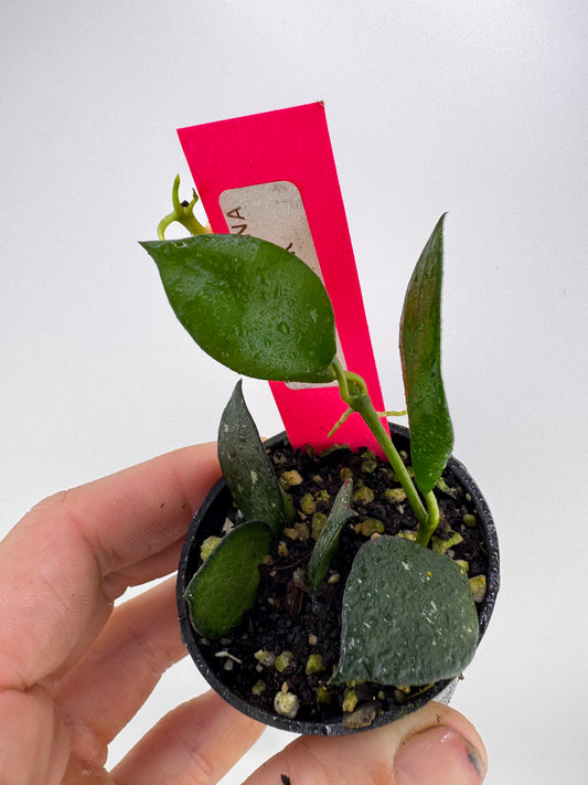Hoya Krohniana ‘Ridgeback’
