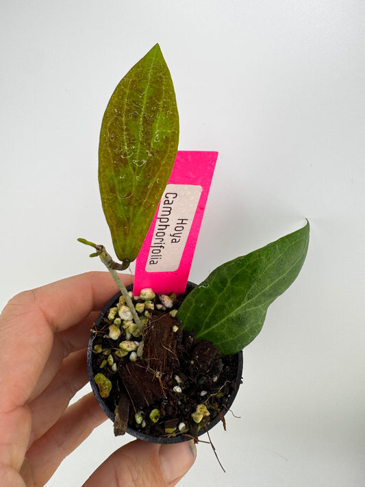 Hoya Camphorifolia