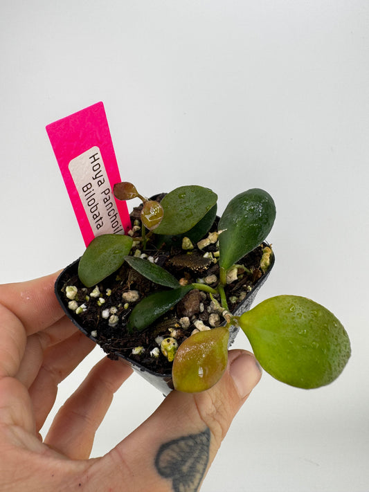 Hoya ‘Panchoi’ AKA ‘Bilobata’