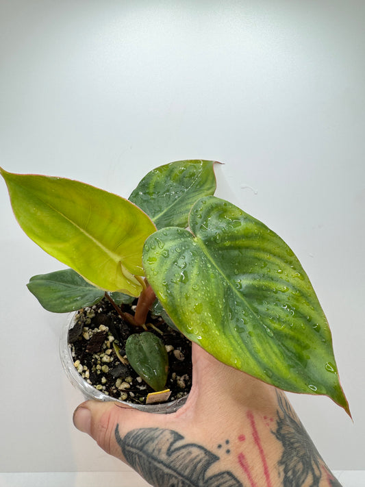 philodendron billienum (billiatiae x pastazanum) (Rare tropical)