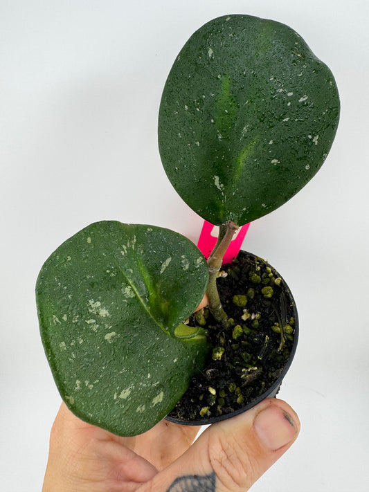 Hoya Obovota ‘Picta’ Inner Variegated