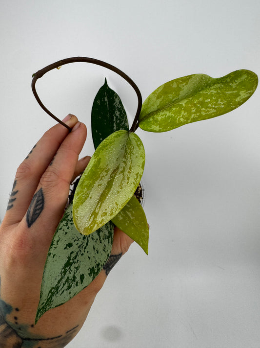 Hoya Pubicalyx ‘Super Splash’