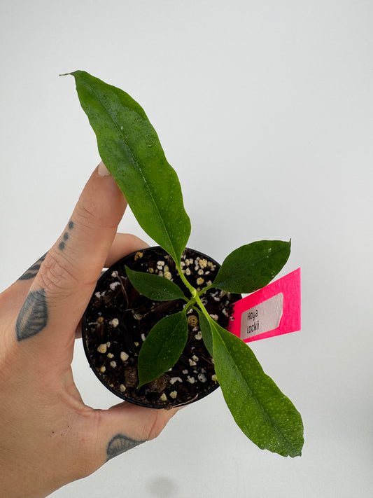 Hoya Lockii