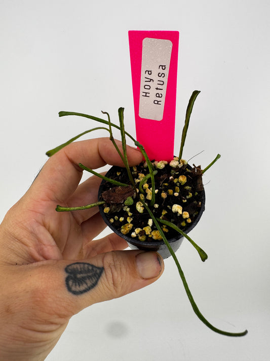Hoya Retusa