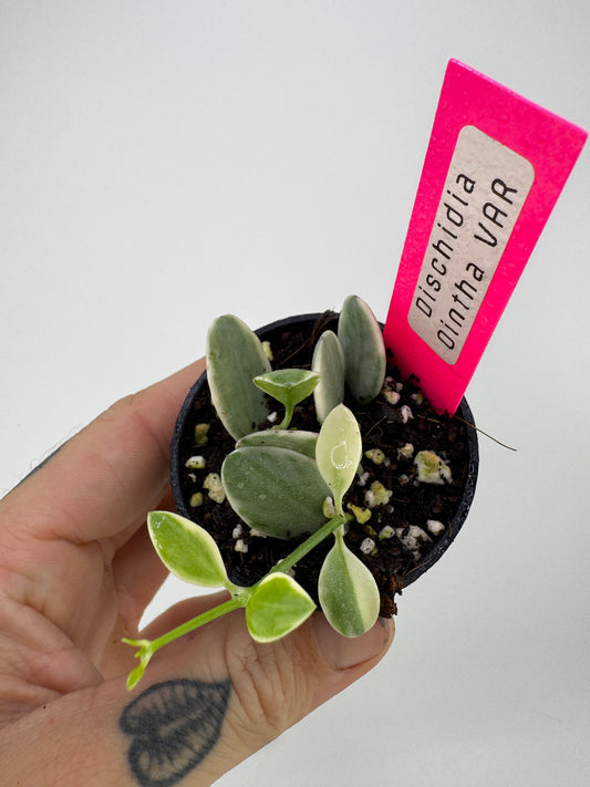 Dischidia Ointha Variegated