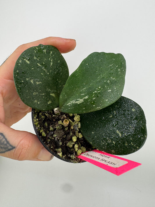Hoya Obovota Splash