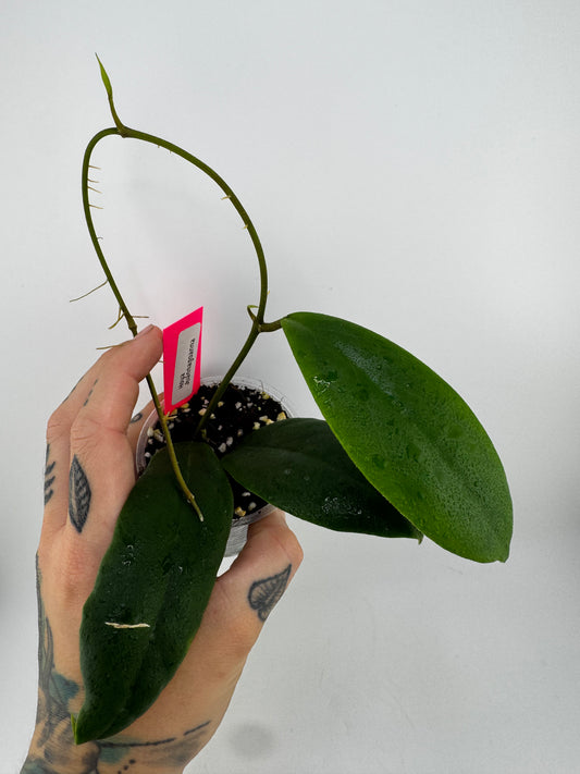 Hoya Juannagoanna