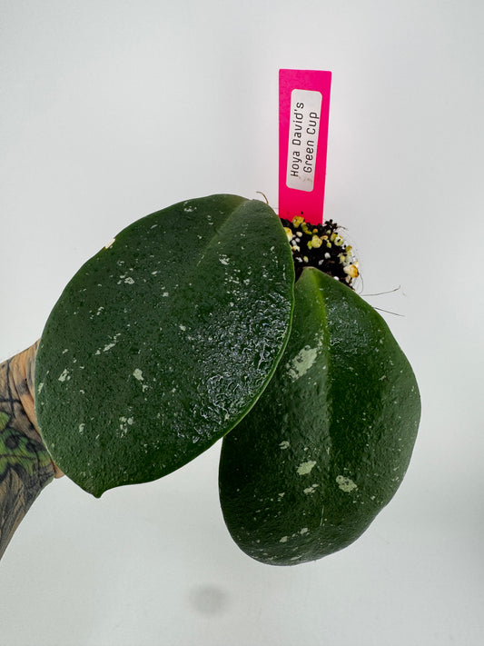 Hoya ‘David’s Green Cup’