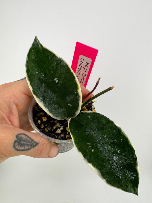 Hoya Carnosa ‘crimson queen’