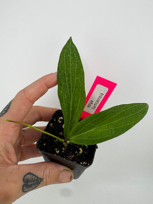 Hoya samoensis