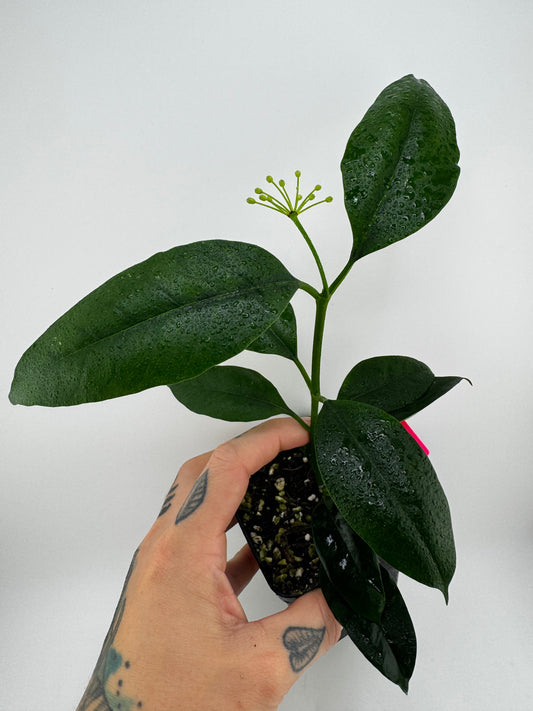 Hoya Multiflora