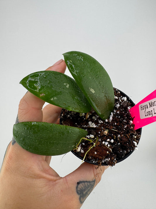 Hoya Merrillii ‘Long Leaf’