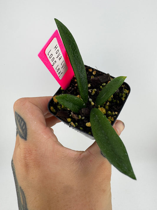 Hoya Lyi ‘long leaves’