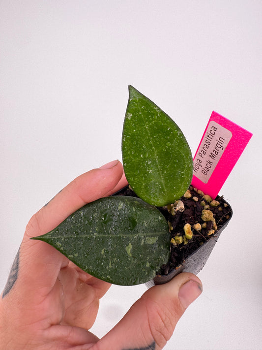Hoya Parasitica ‘Black Margin’