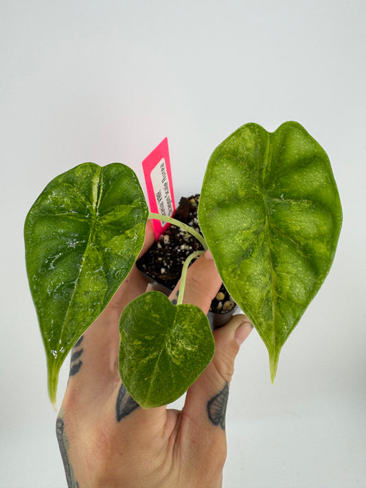 Alocasia Dragon Scale Aurea Variegated #1