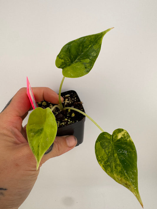 Alocasia Dragon Scale Aurea Variegated #3