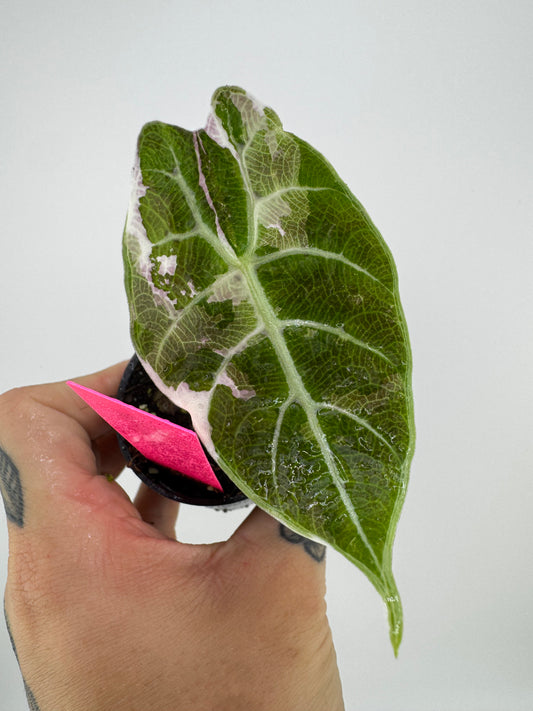 Alocasia Watsoniana Pink Variegated