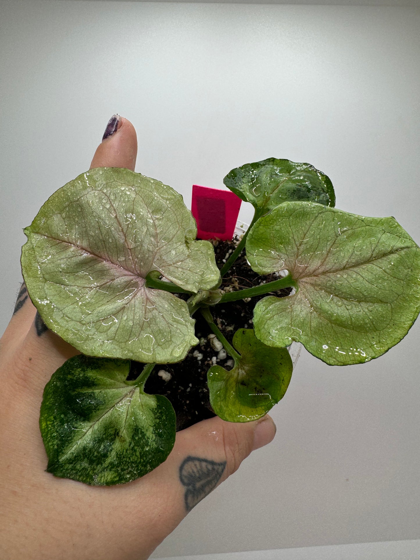 Syngonium variegated green splash (Rare tropical)