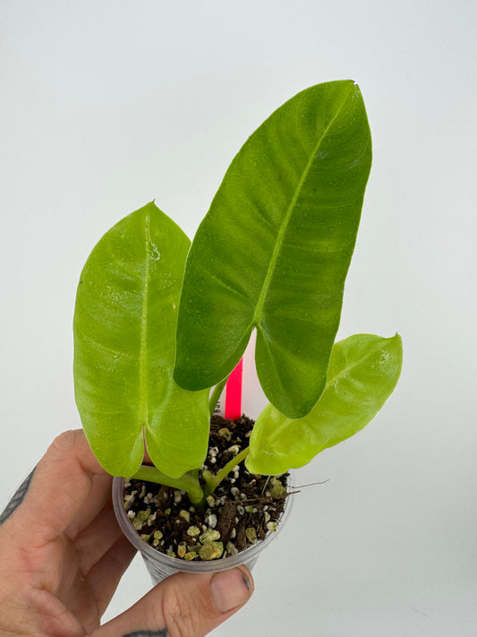 Philodendron Burle Marxe