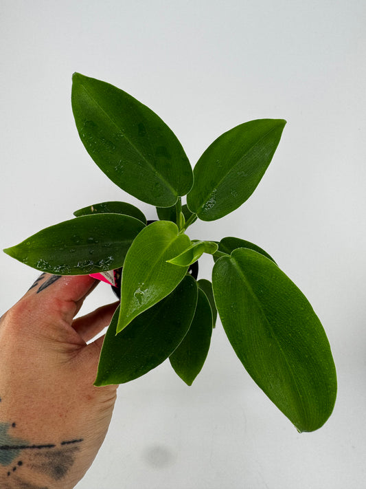 Philodendron Jerry Horne