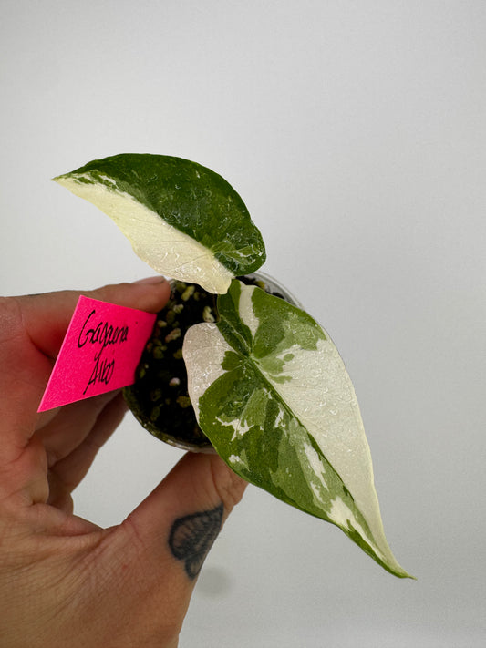 Alocasia Variegated Gagaena Albo