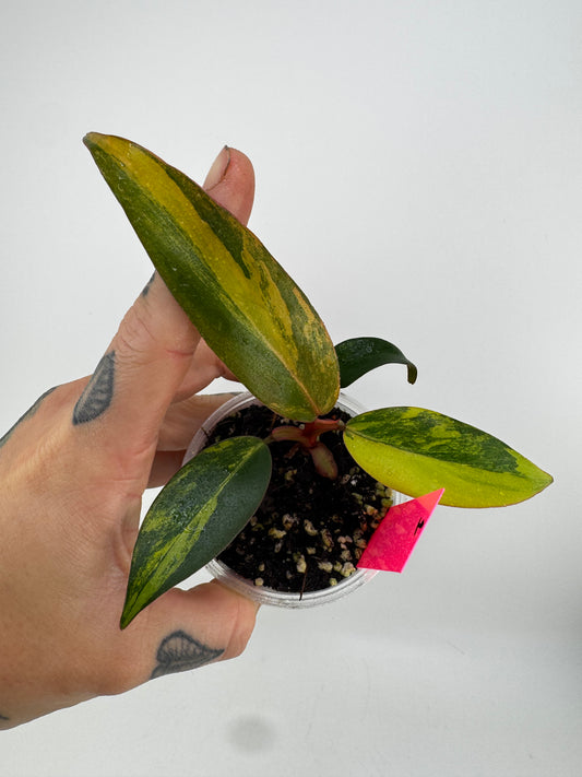 Philodendron Variegated Strawberry Shake #1