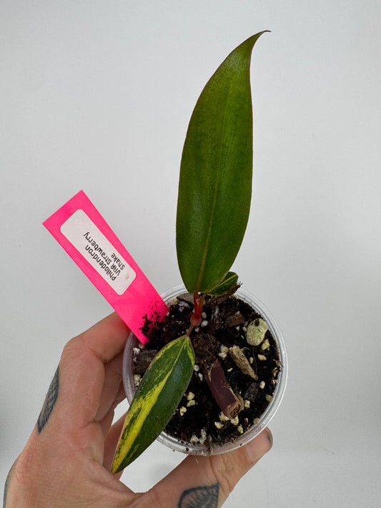 Philodendron Variegated Strawberry Shake #2