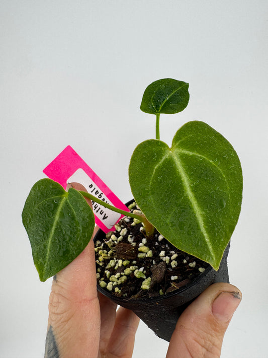 Anthurium Regale