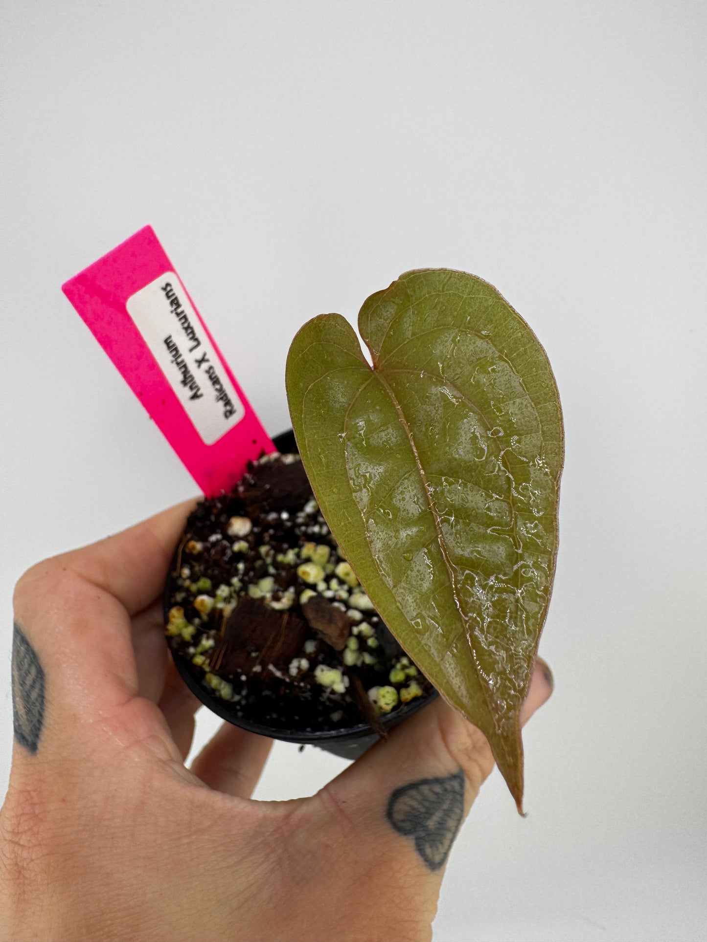Anthurium Radicans X Luxurians