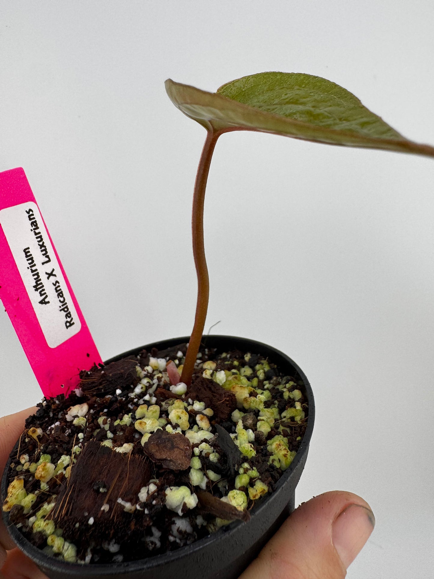 Anthurium Radicans X Luxurians