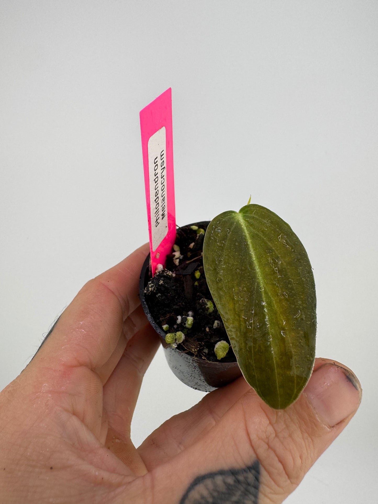 Philodendron Melanocrysum