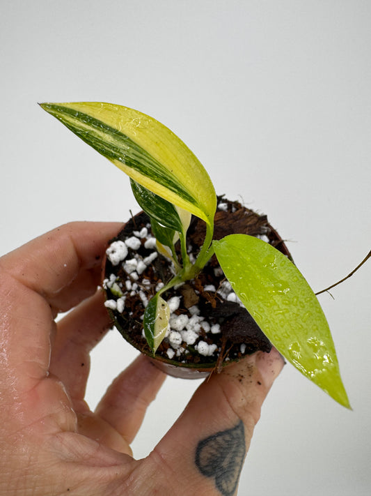 Epipremnum Amplissium Aurea Variegated