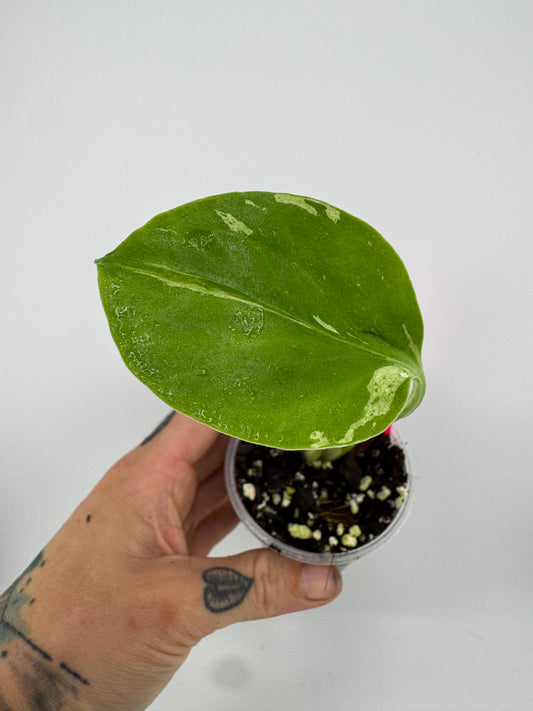 Monstera ‘Bulbasaur’ Variegated