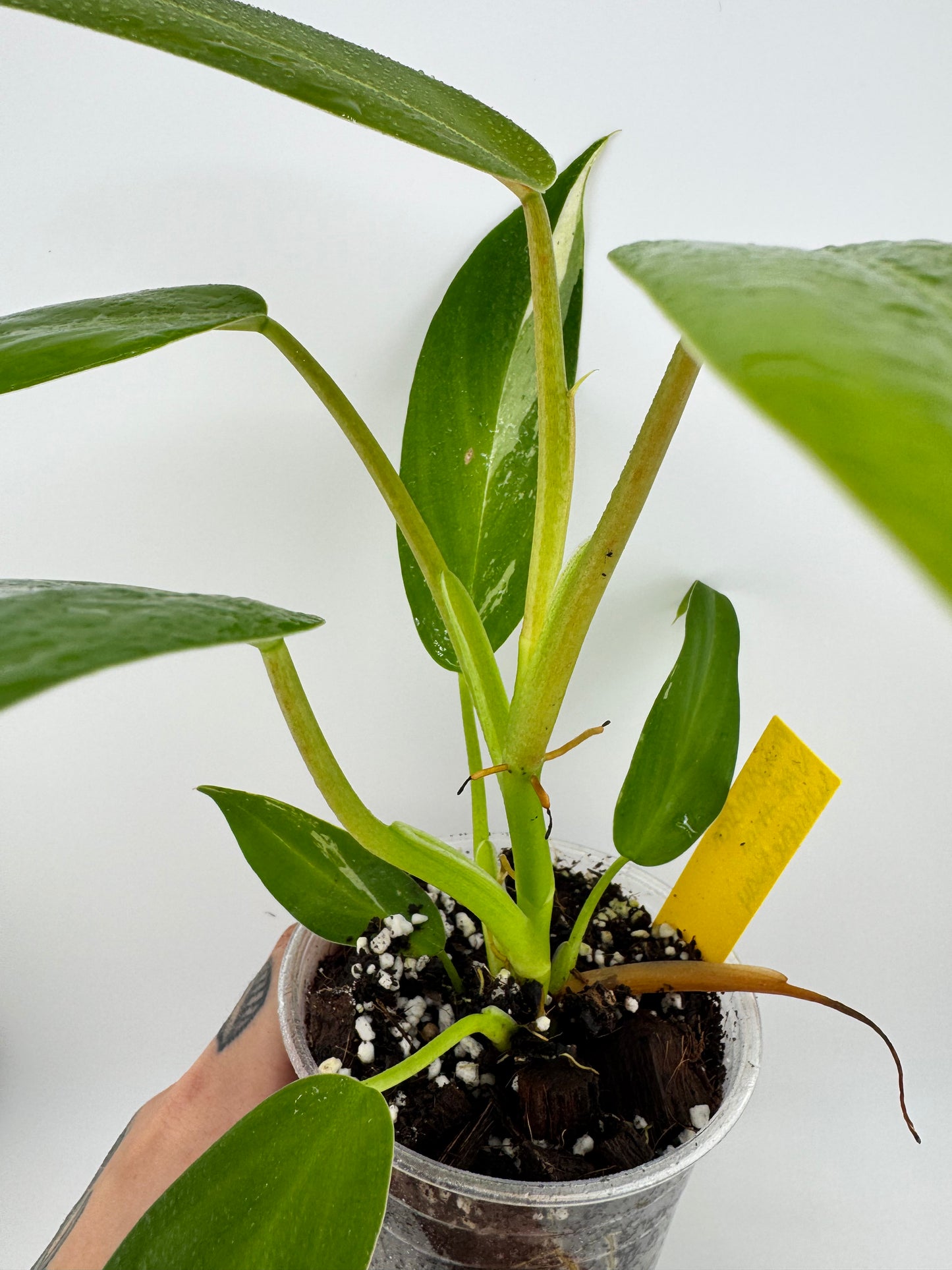 Philodendron Variegated Thai Whipple Way REVERT