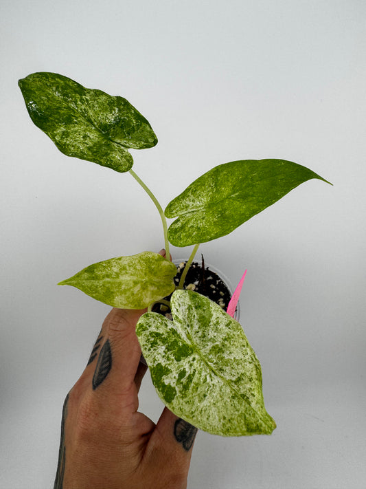 Alocasia Batik Variegated
