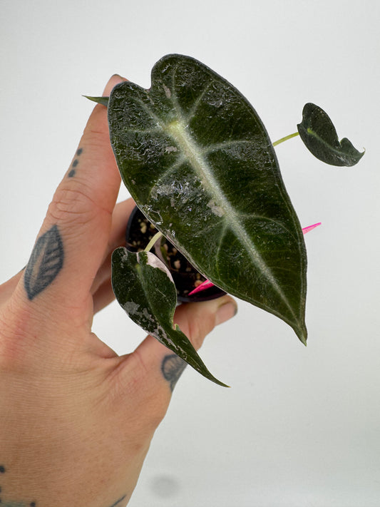 Variegated Alocasia Bambino Albo/Pink #A