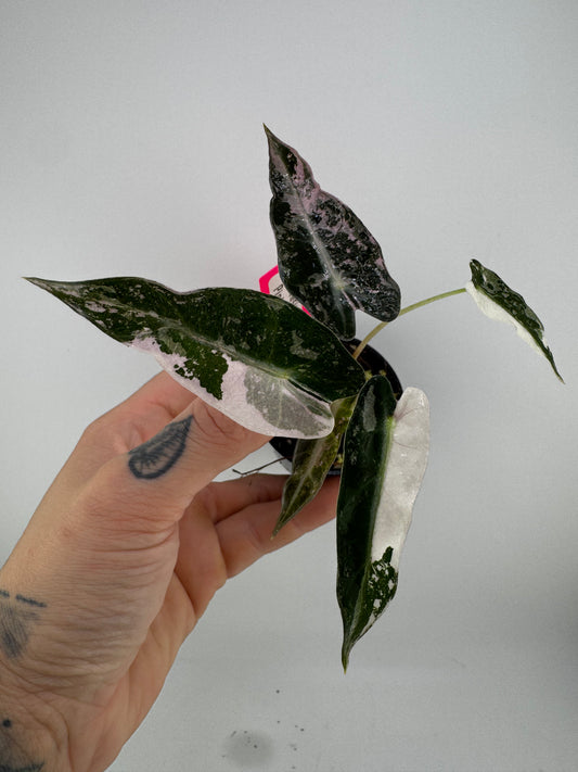 Variegated Alocasia Bambino Albo/Pink #B