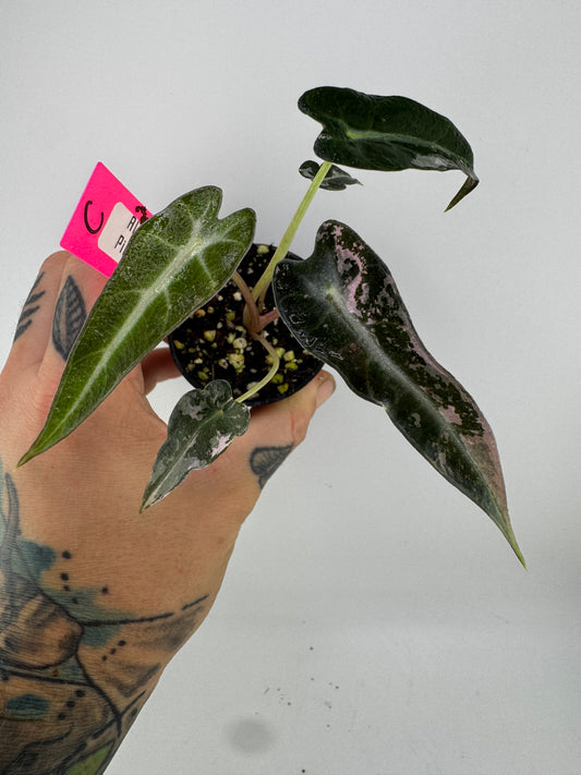 Variegated Alocasia Bambino Albo/Pink #C