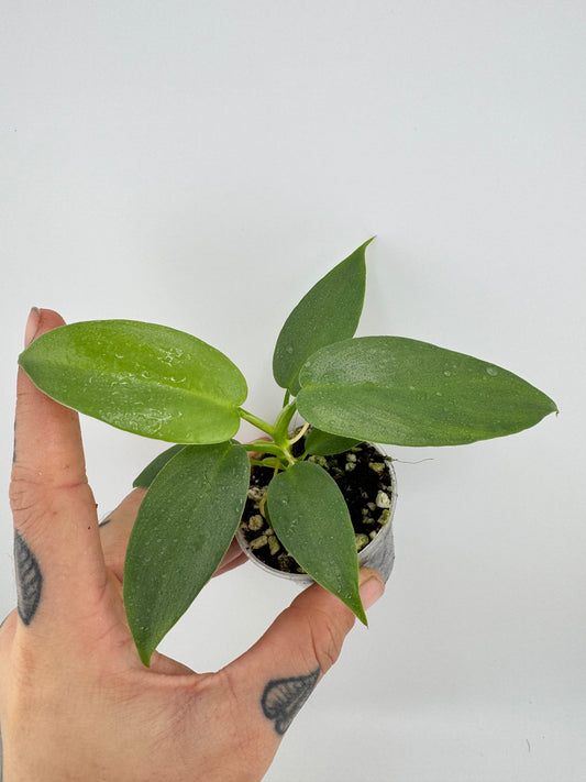 Philodendron Bipennifolium