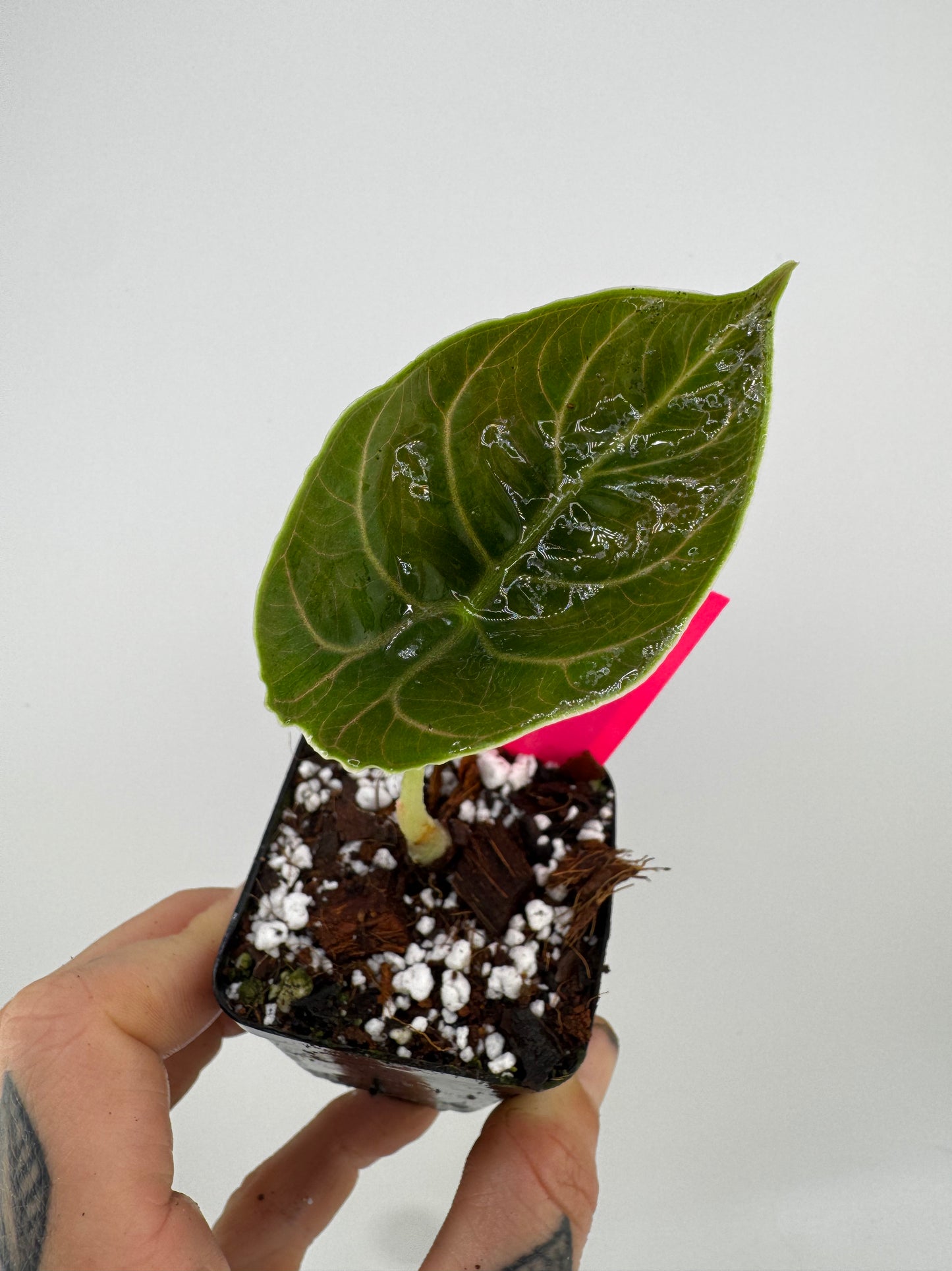 Alocasia Azlanii