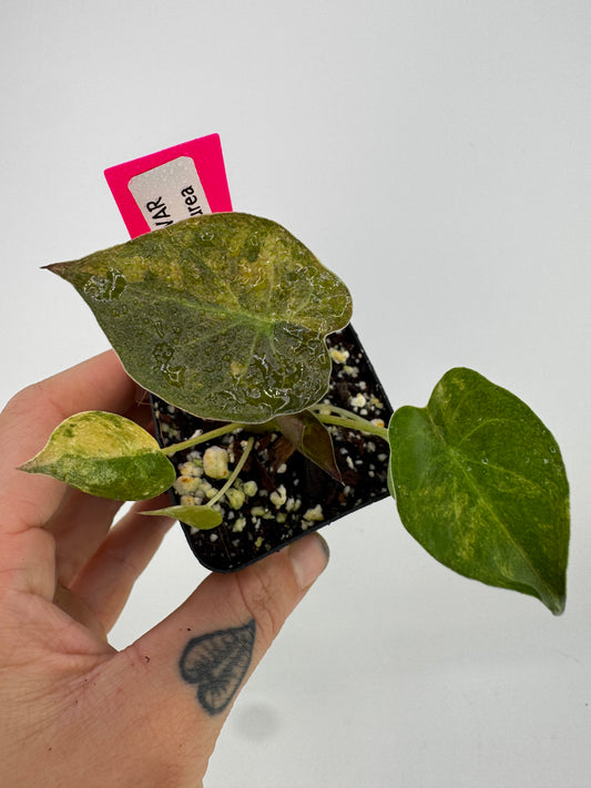 Alocasia Wentii Aurea Variegated