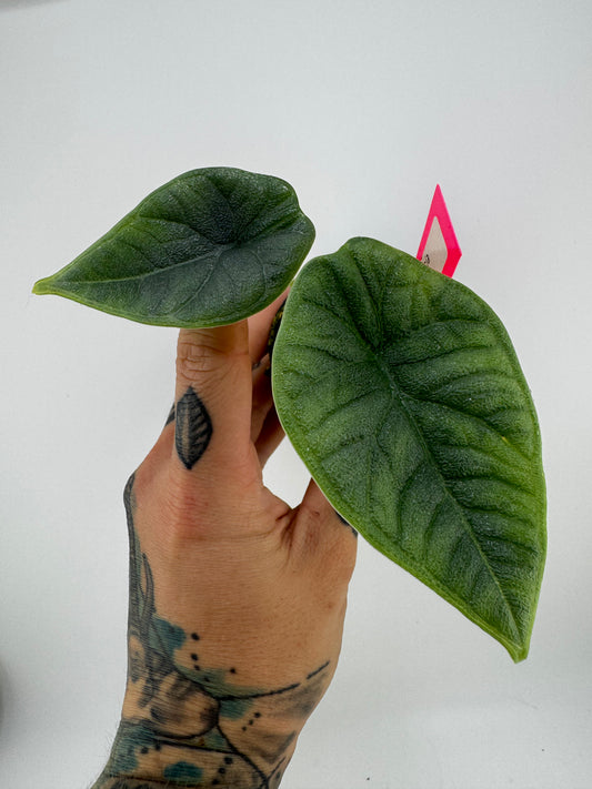 Alocasia Melo