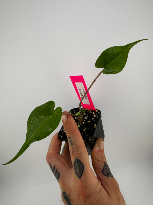 Alocasia Stingray