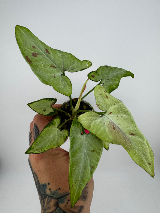 Syngonium Pink Salmon