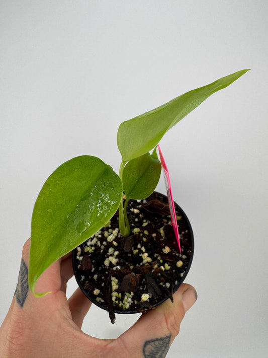 Monstera Sierrana (Deliciosa Brazilian Form)