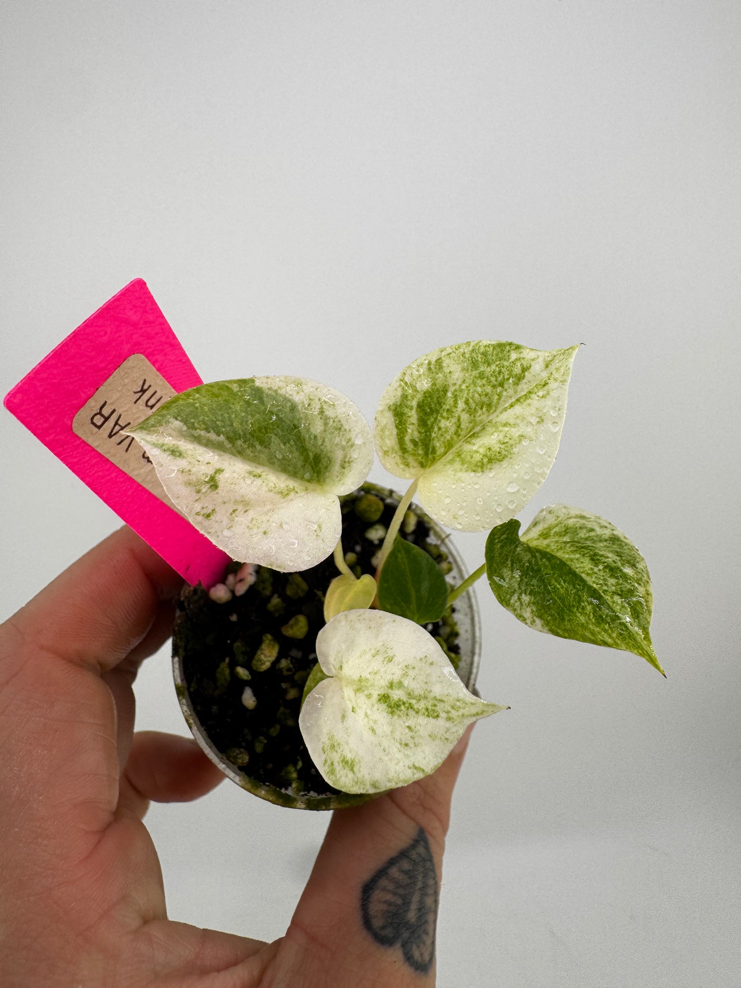 Anthurium Hookeri Albo Variegated